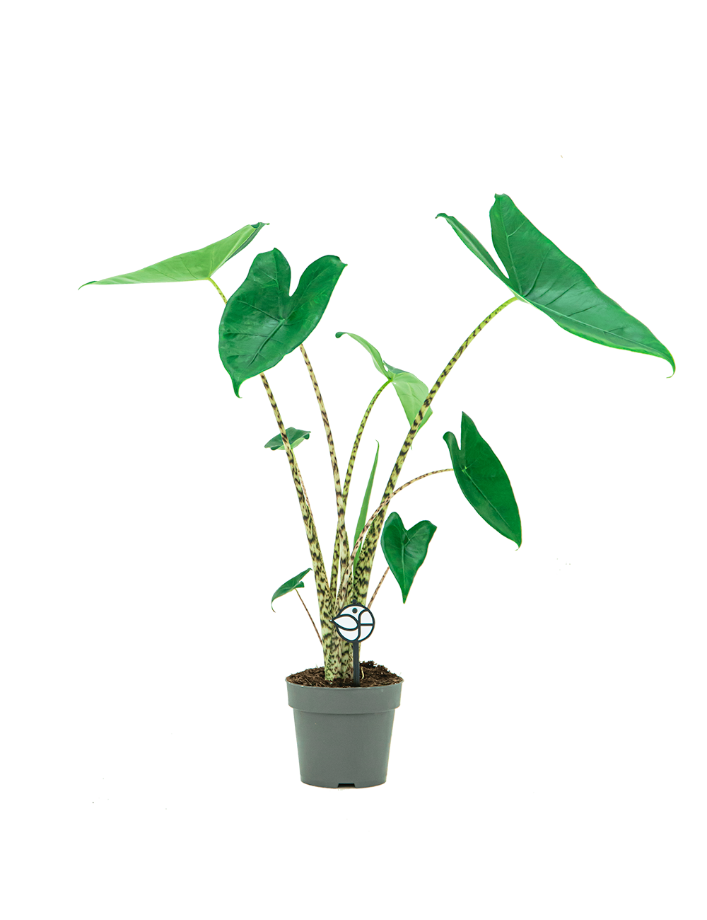Alocasia Zebrina MijnPlantje.nl