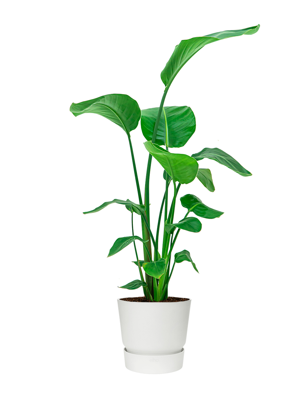 Strelitzia Nicolai in Greenville wit MijnPlantje.nl
