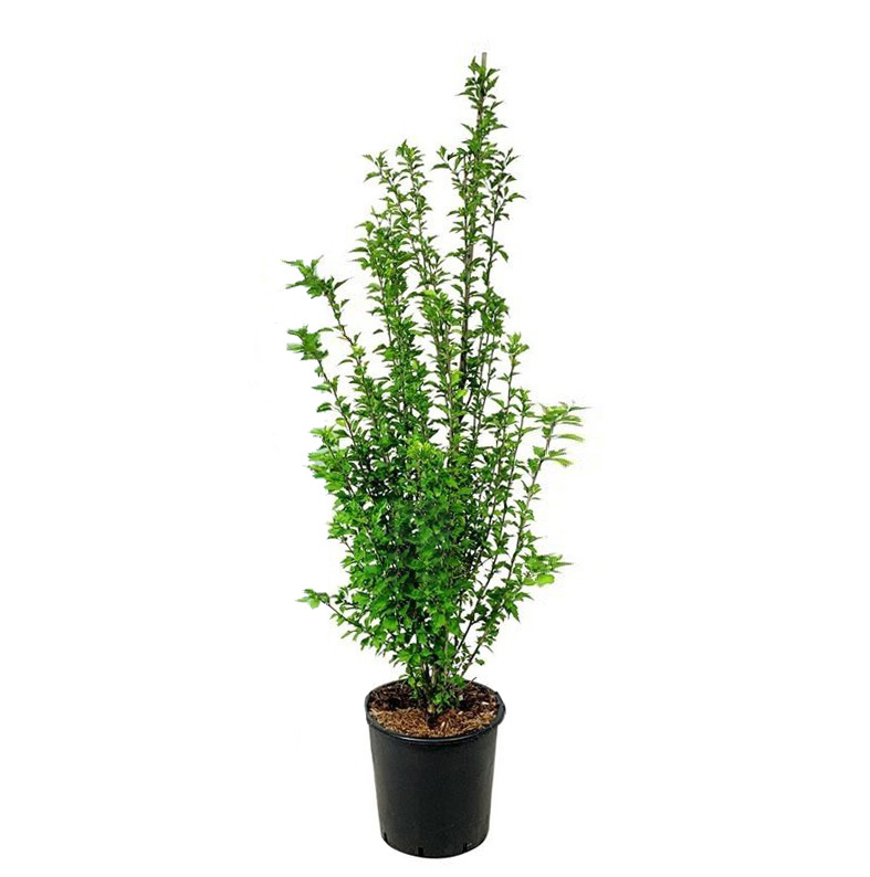 Hibiscus Syriacus Flower Tower Purple MijnPlantje.nl