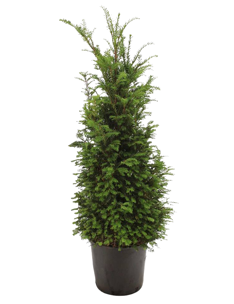 Taxus baccata MijnPlantje.nl