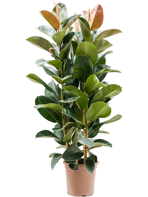 Ficus Elastica Robusta toef MijnPlantje.nl
